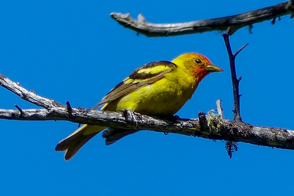 Western Tanager - ML31344721