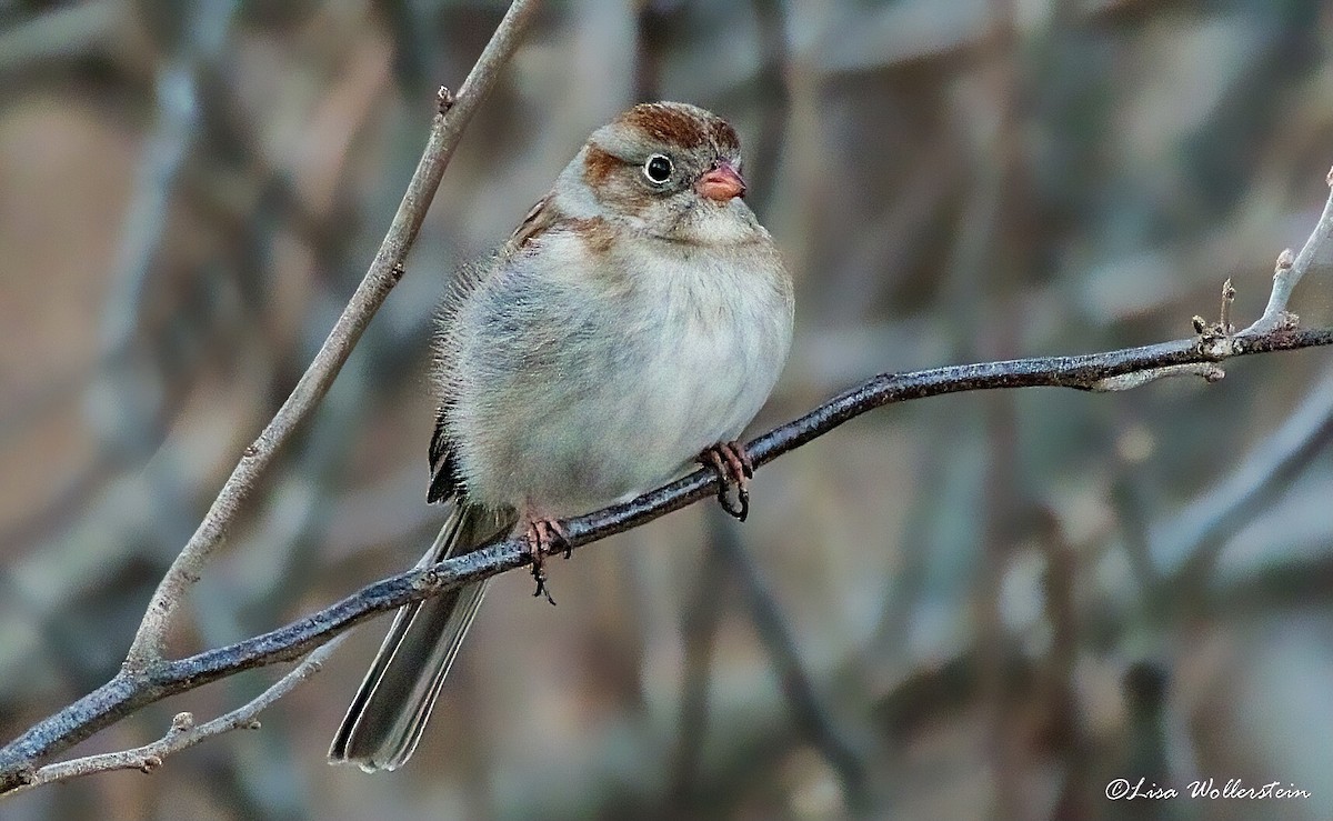 Field Sparrow - ML313447241