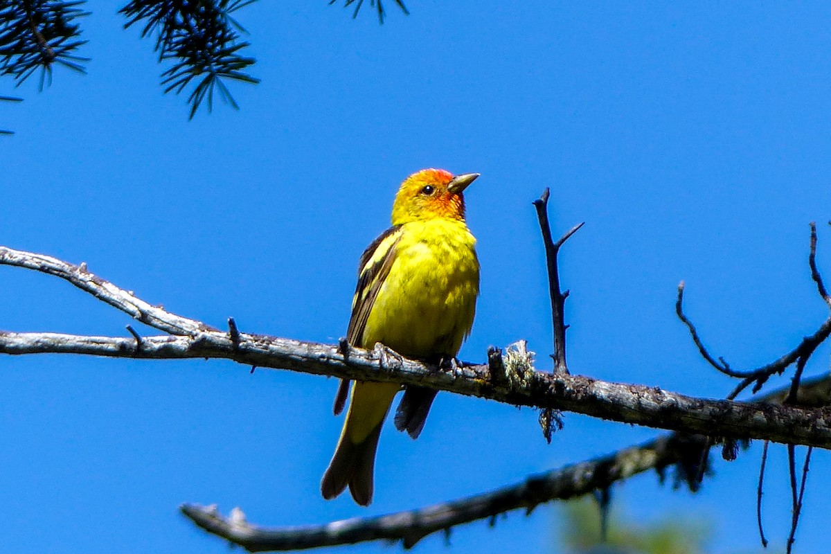 Western Tanager - ML31344731