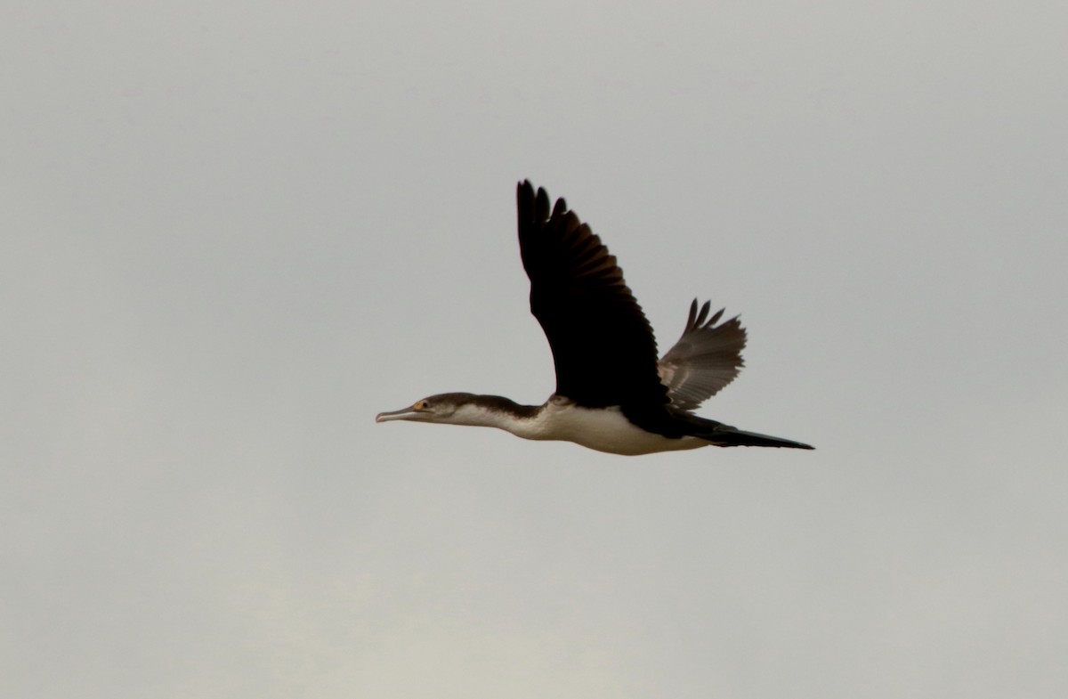 Pied Cormorant - ML313448311