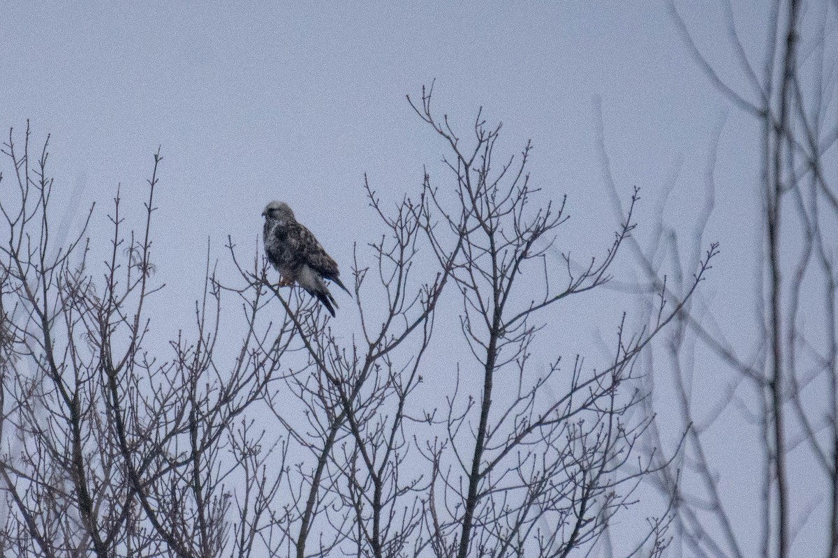 Rough-legged Hawk - Andrii Radzhabov