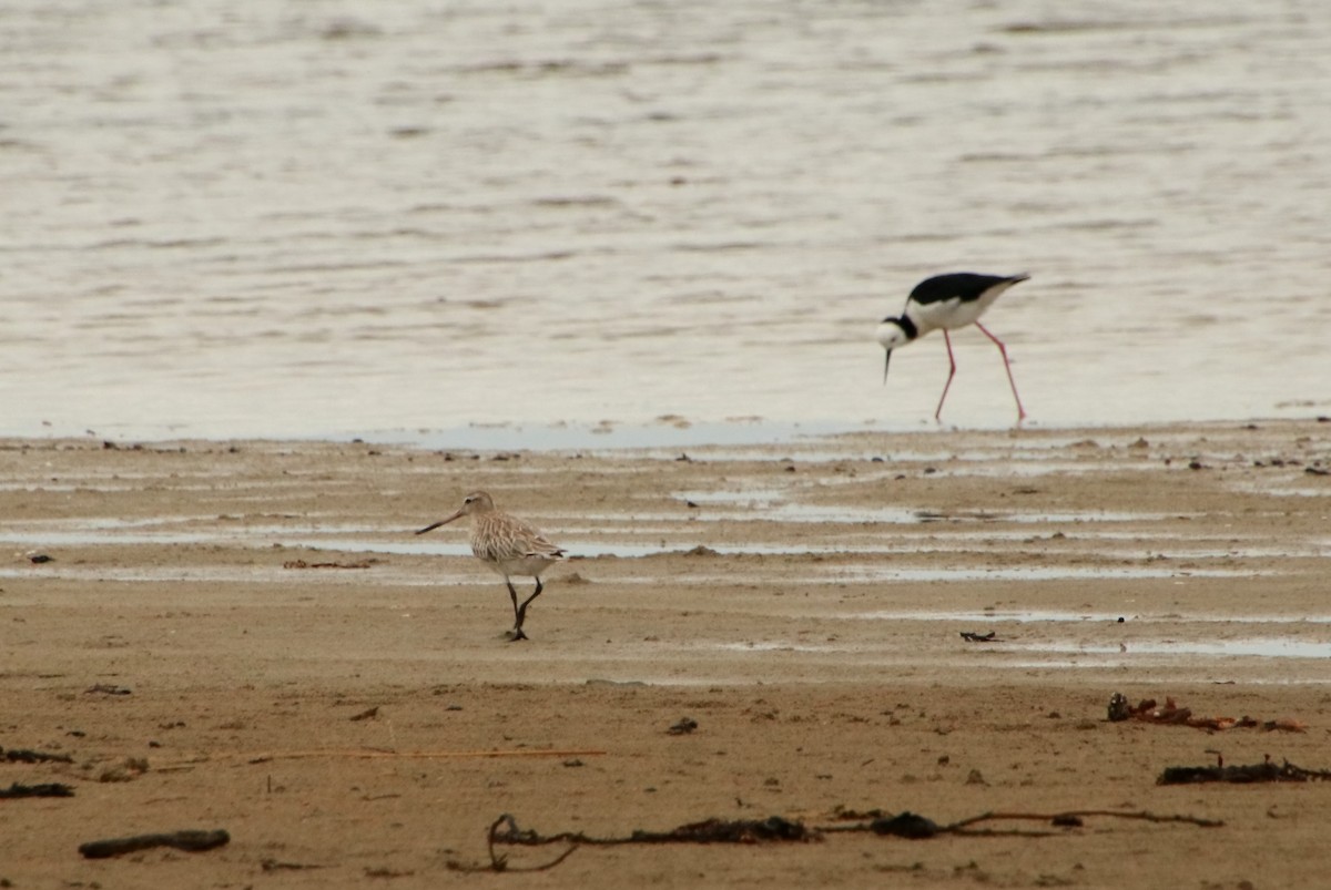 Pied Stilt - ML313448791