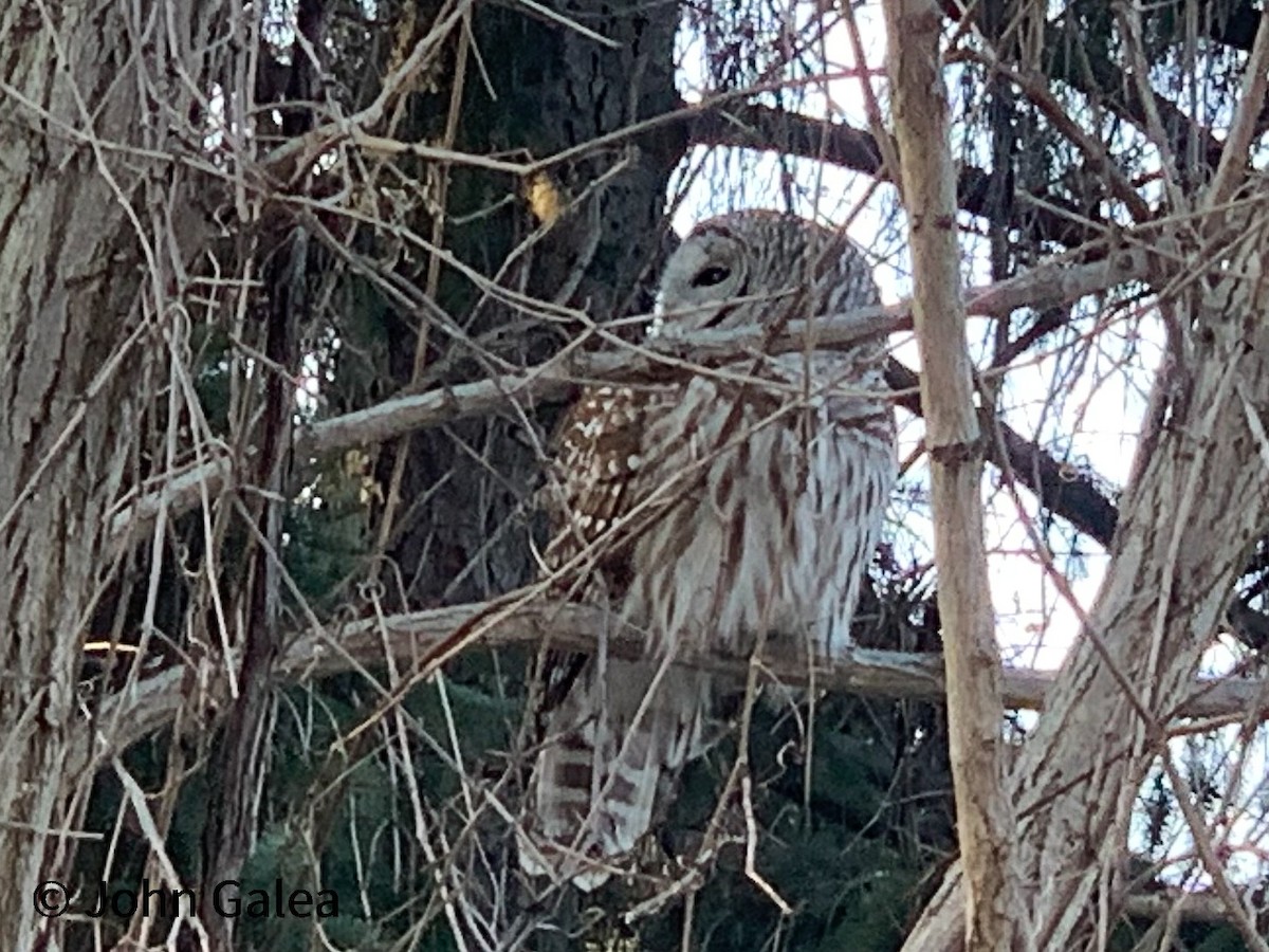 Barred Owl - ML313449571