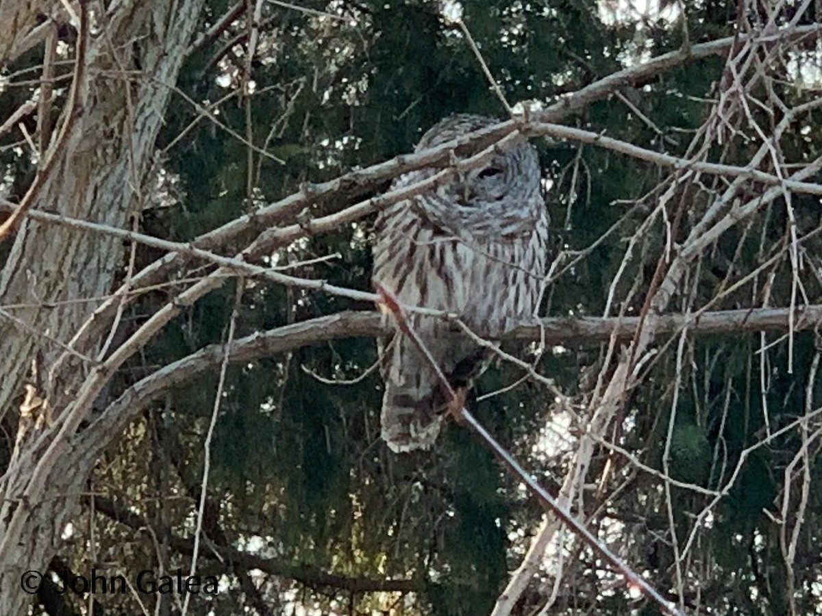 Barred Owl - ML313449841