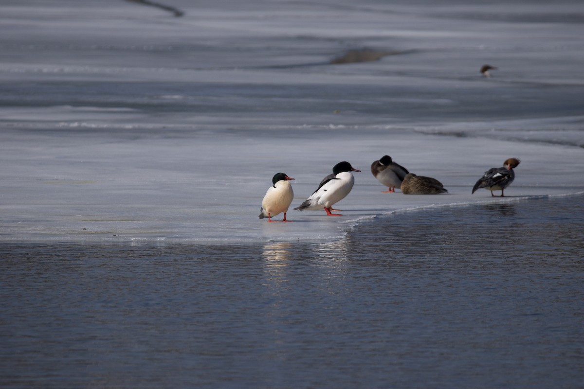 Common Merganser - ML313452551