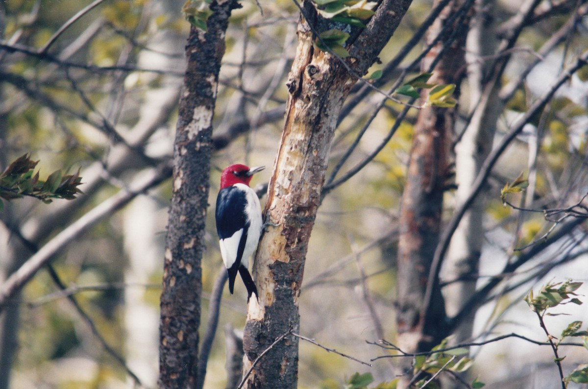 Red-headed Woodpecker - ML313453181