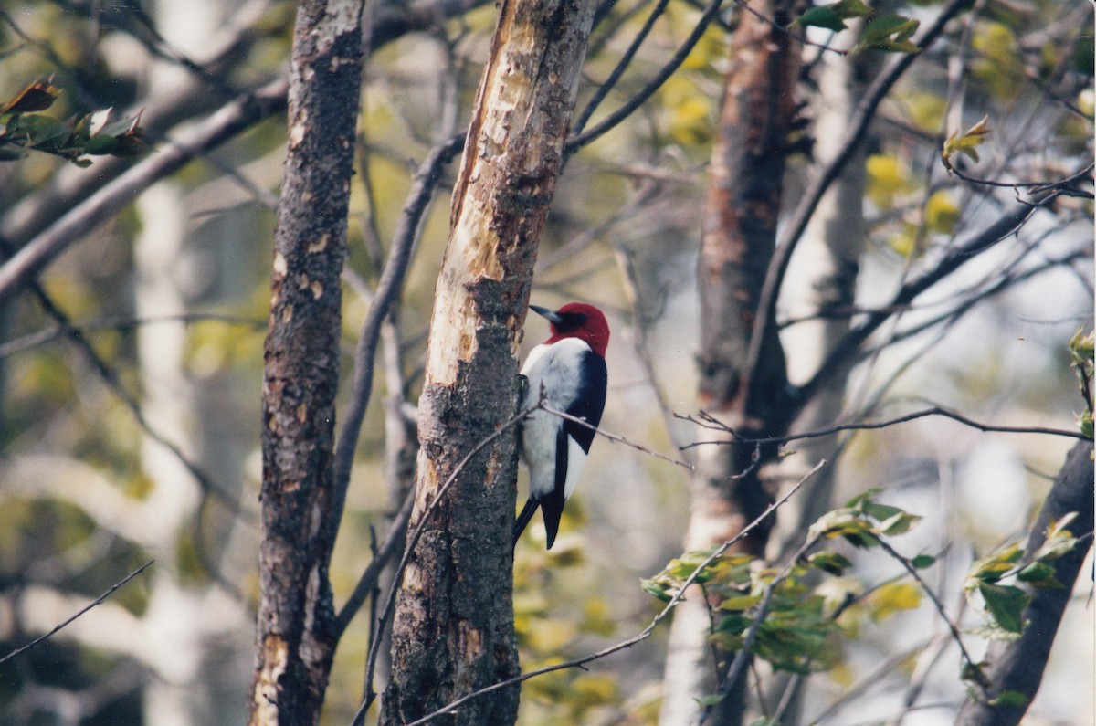 Red-headed Woodpecker - ML313453191
