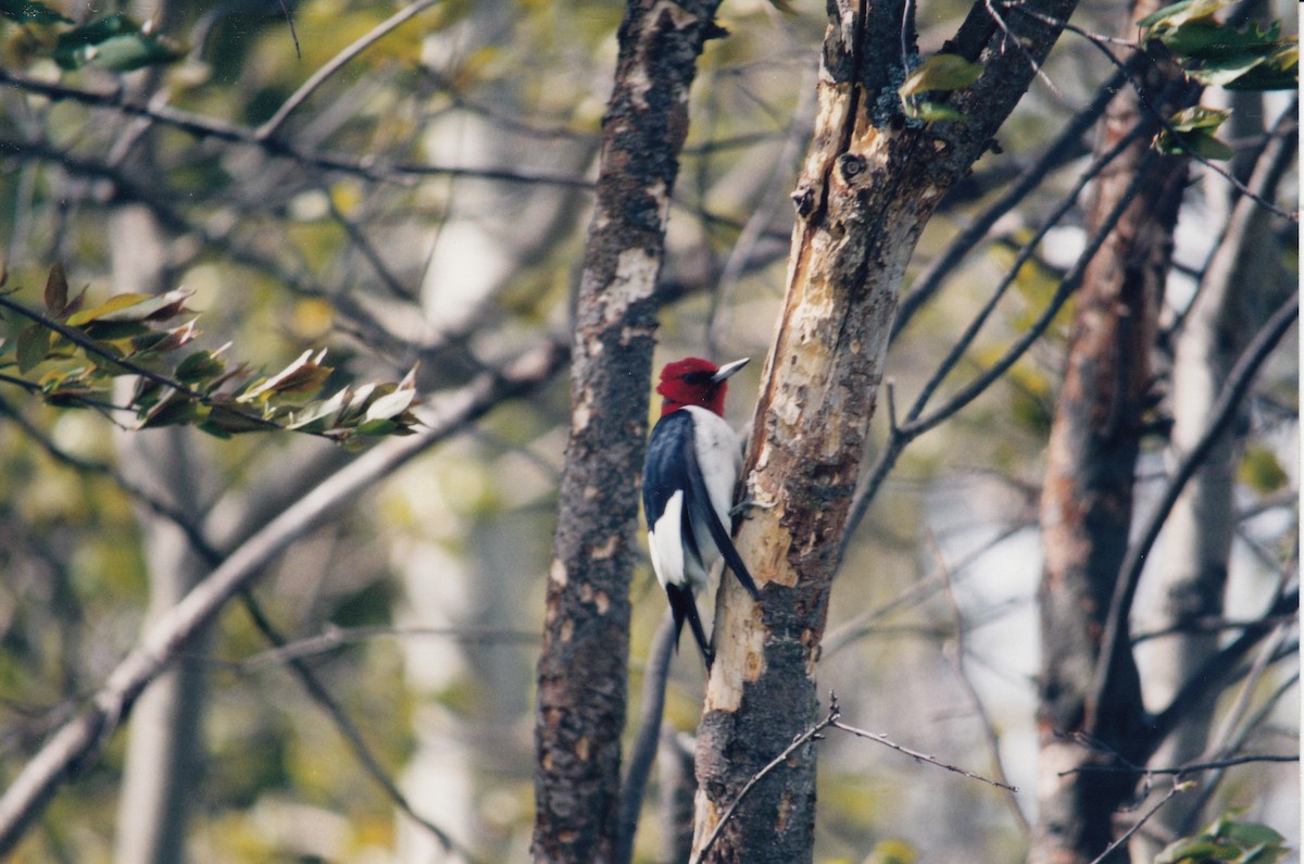 Red-headed Woodpecker - ML313453201