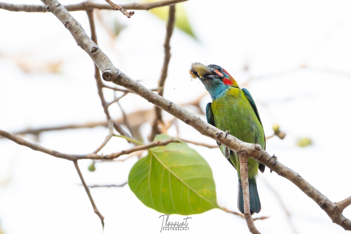 Blue-eared Barbet - ML313454241