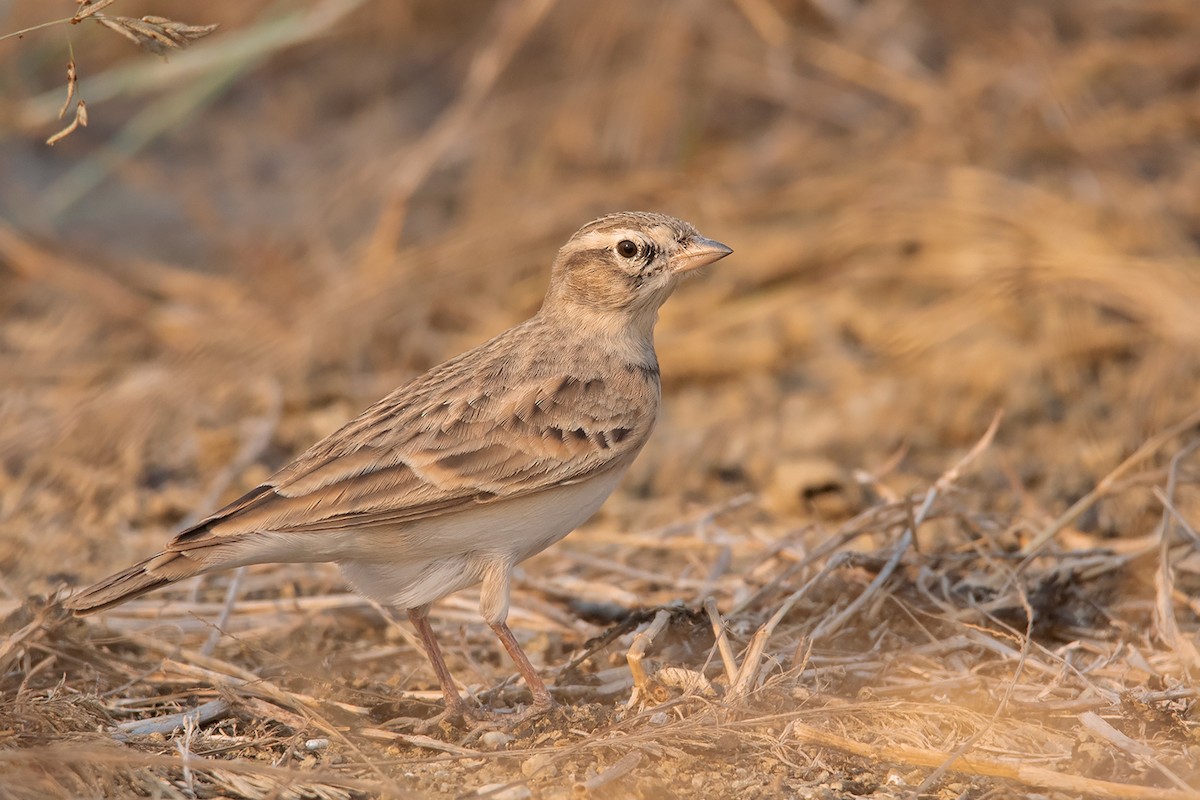 Mongolian Short-toed Lark - ML313455311