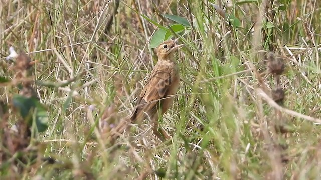 Richard's Pipit - ML313455871