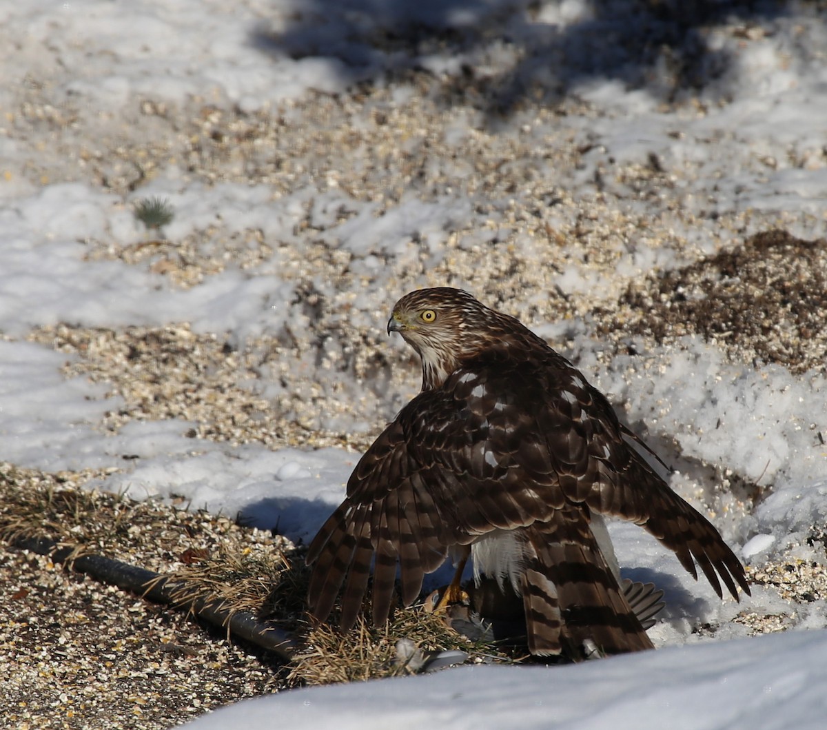 Cooper's Hawk - Yves Dugré