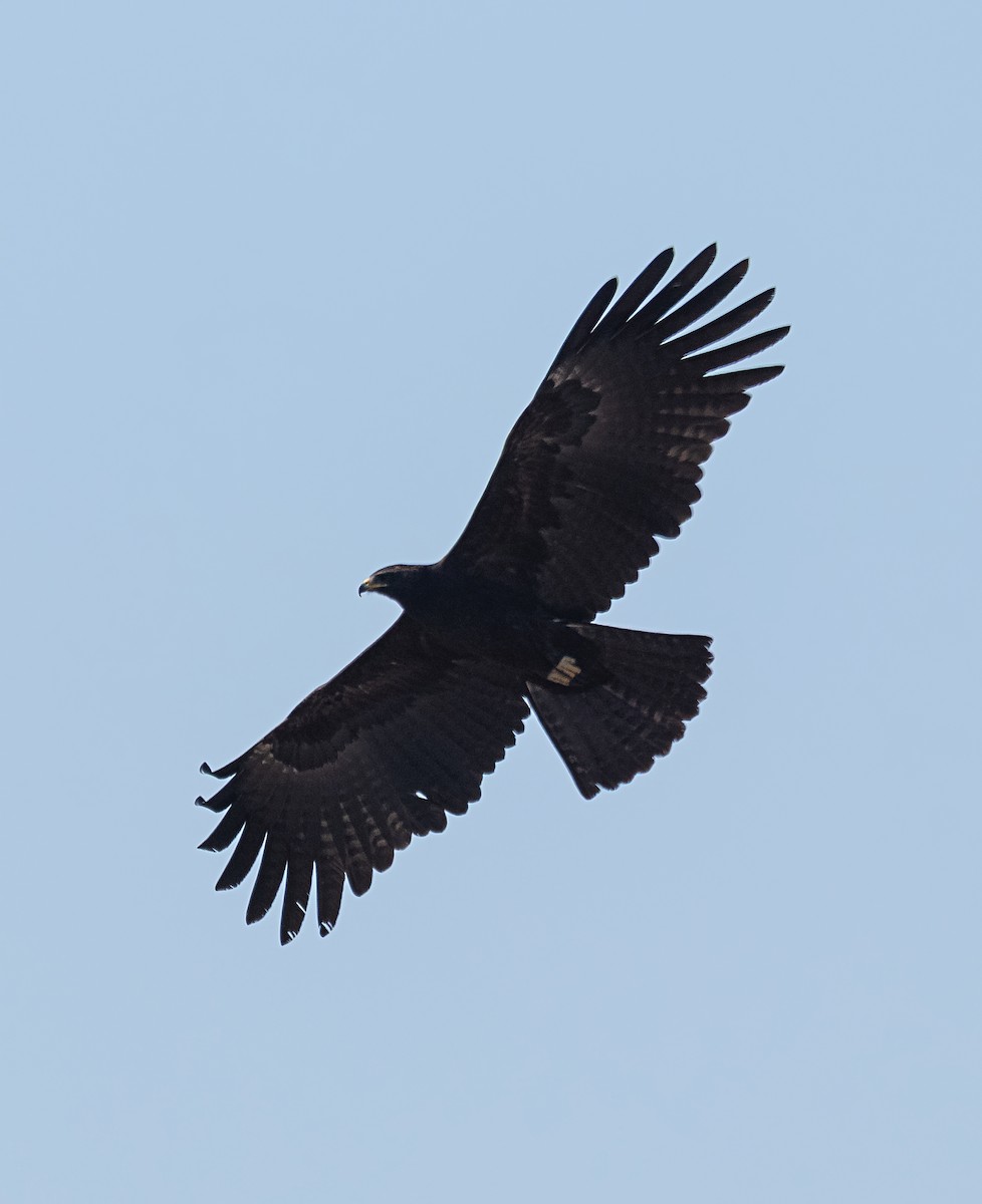 Black Eagle - ML313459541