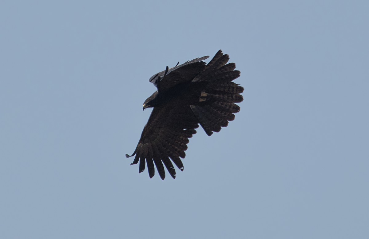 Black Eagle - Priyank Dhami