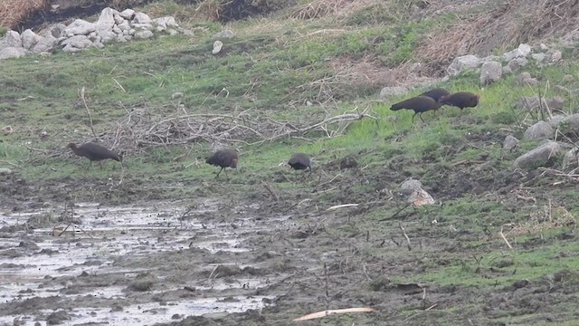 Red-naped Ibis - ML313462881