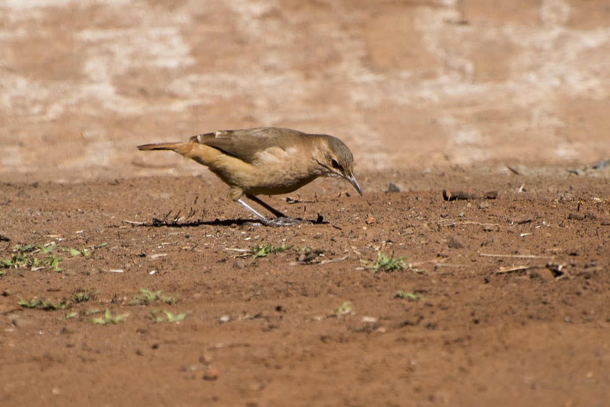 Rufous Hornero - ML31346371