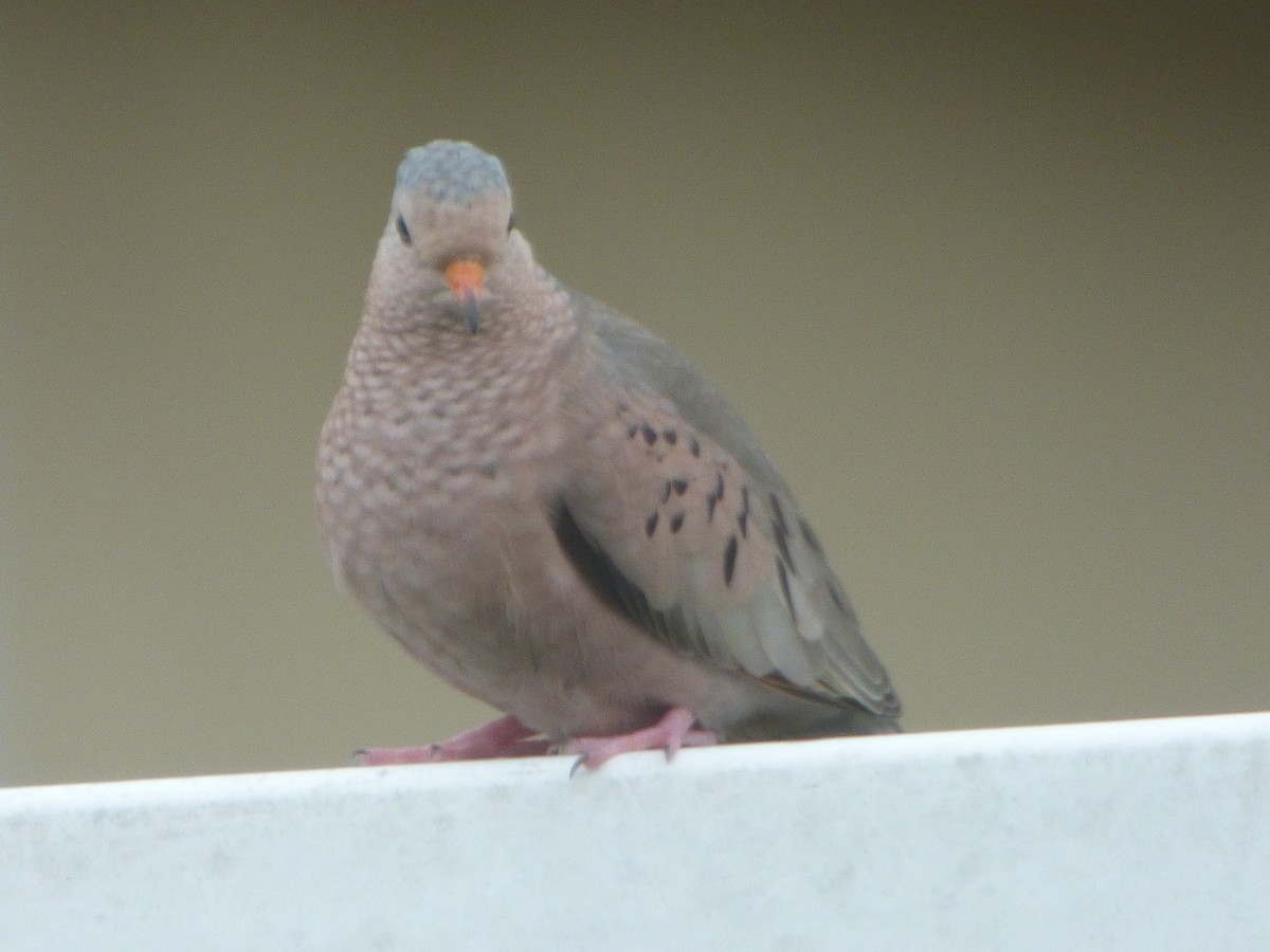 Common Ground Dove - ML313464181