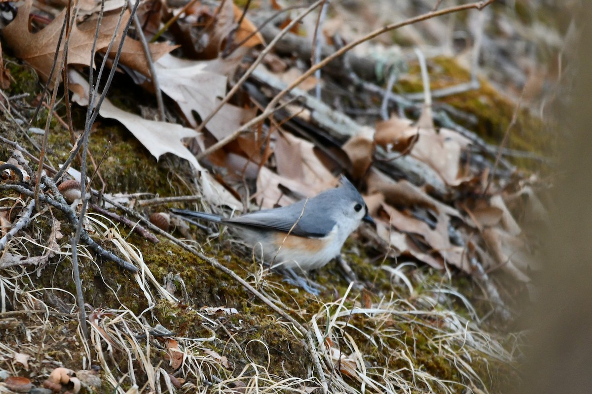 Tufted Titmouse - lawrence connolly