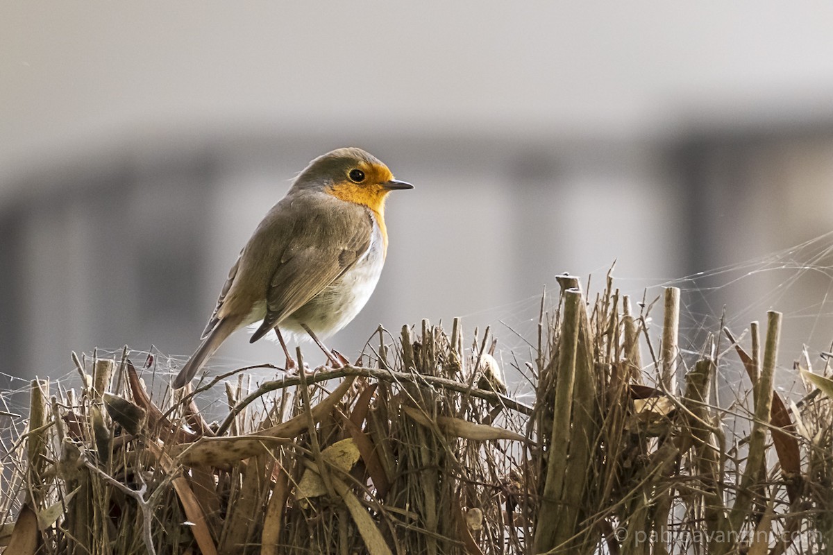 Өрнийн зээрд омруут - ML313464621