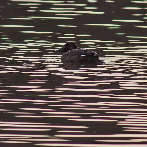 White-winged Scoter - ML313464671