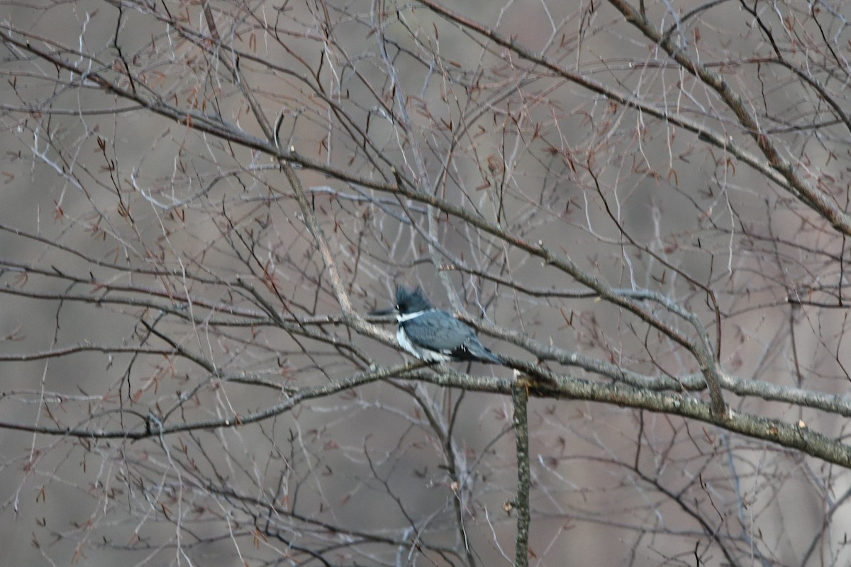 Belted Kingfisher - ML313464811