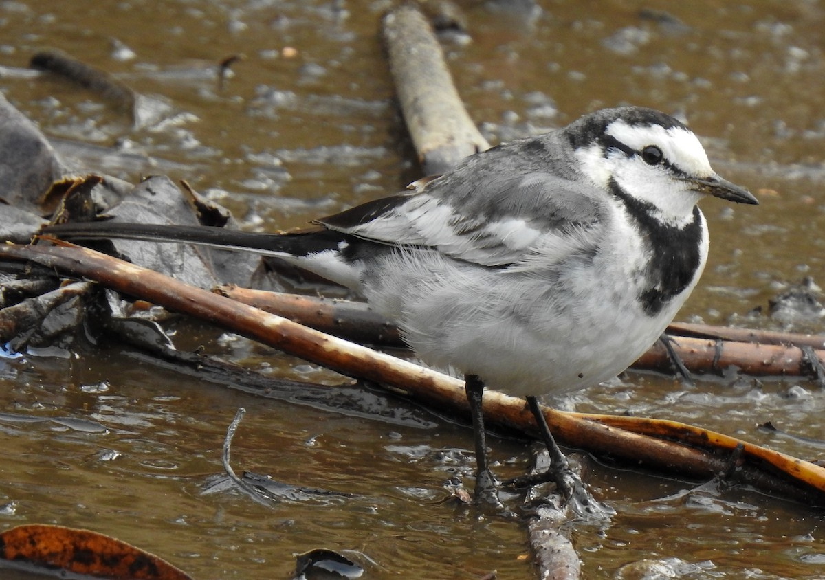 White Wagtail - ML313465021