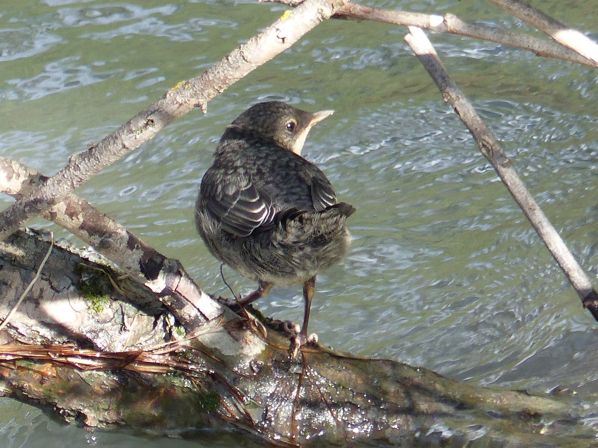 White-throated Dipper - Cathryn Pritchard