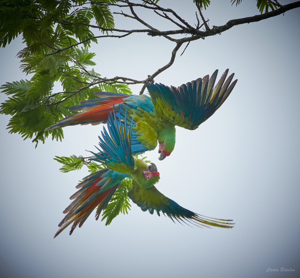 Great Green Macaw - ML313467211