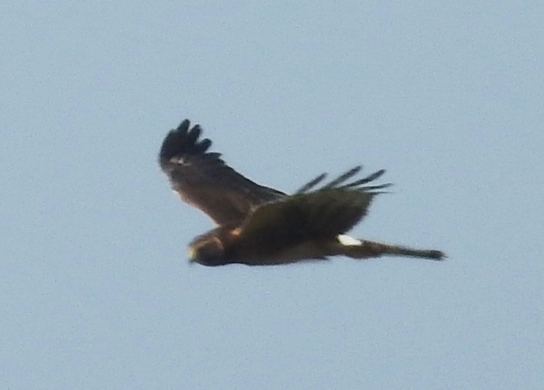 Northern Harrier - Kurt Schwarz