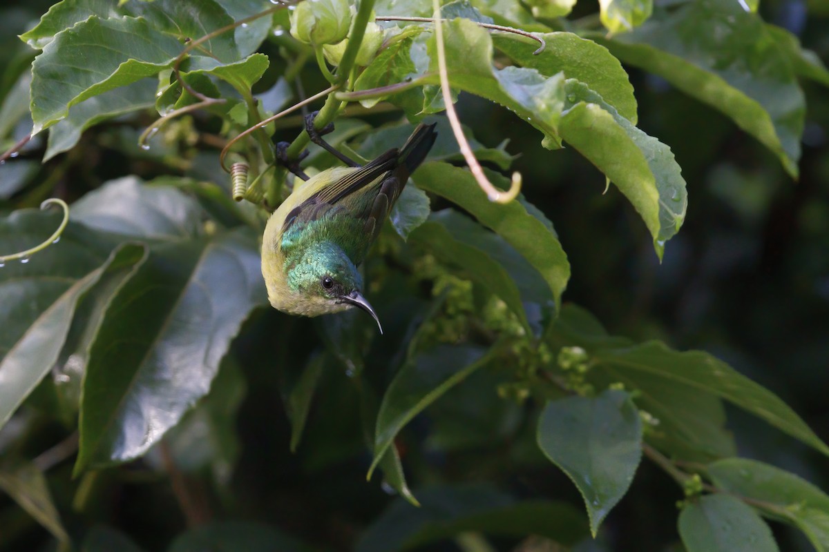 Collared Sunbird - ML313473121