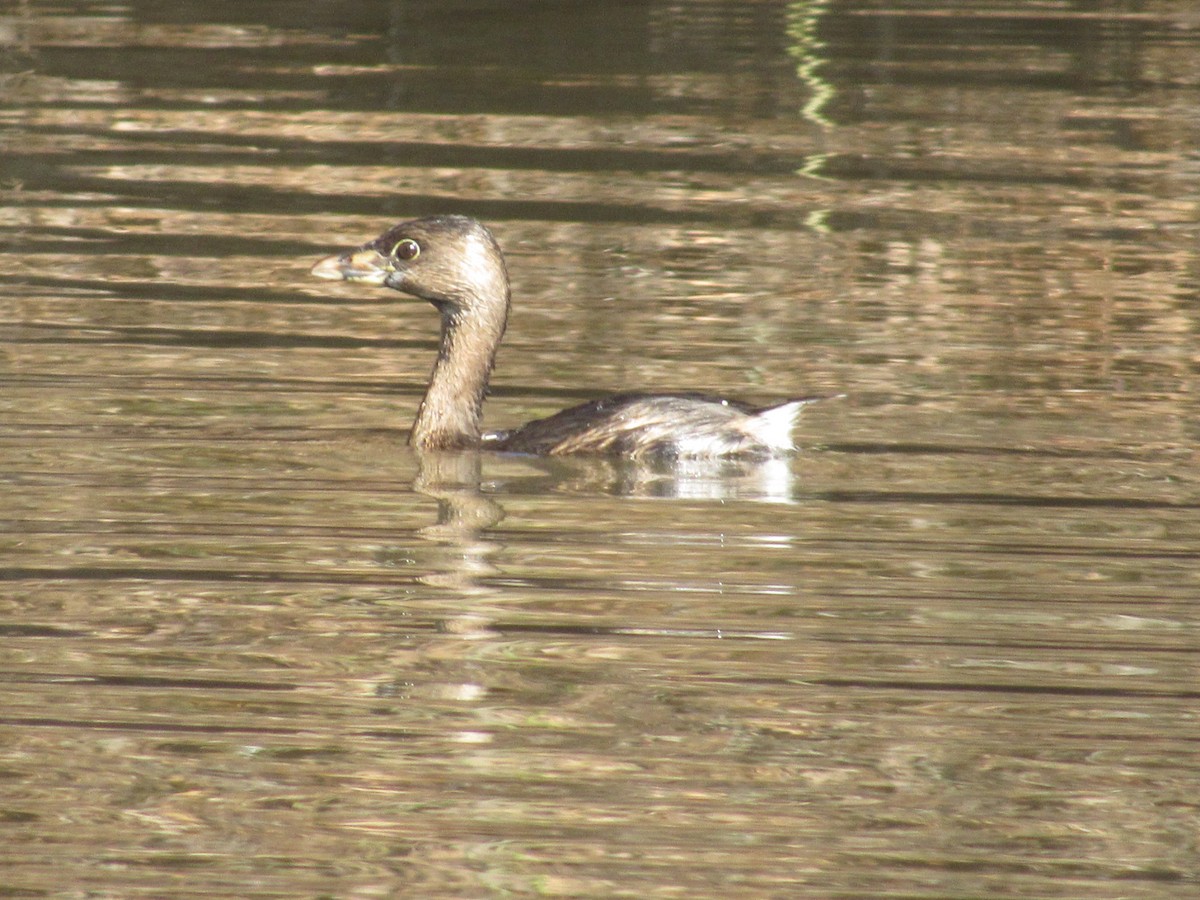 Pied-billed Grebe - ML313473451