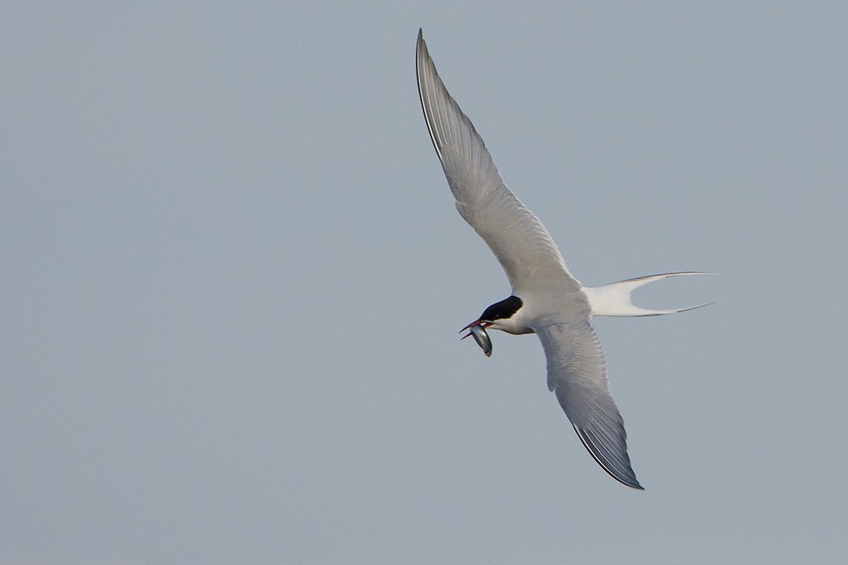 Arctic Tern - Miguel Rouco