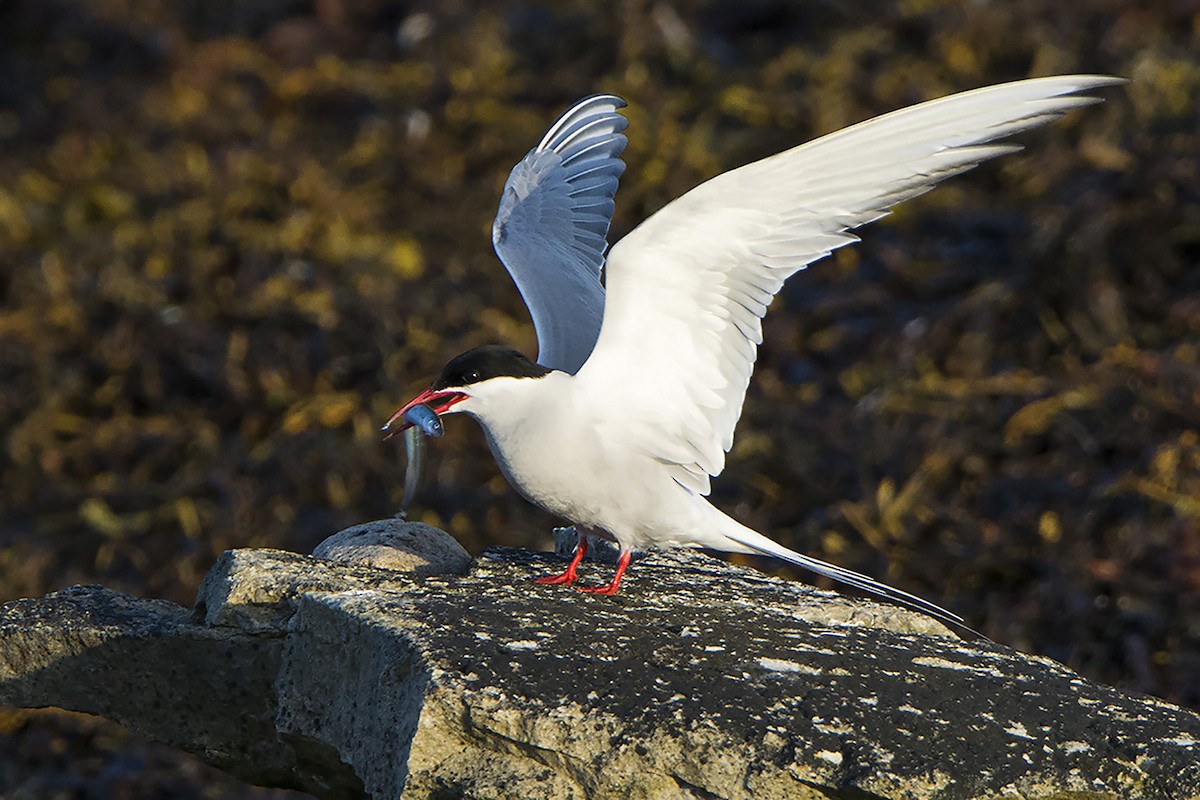 Arctic Tern - ML313474401