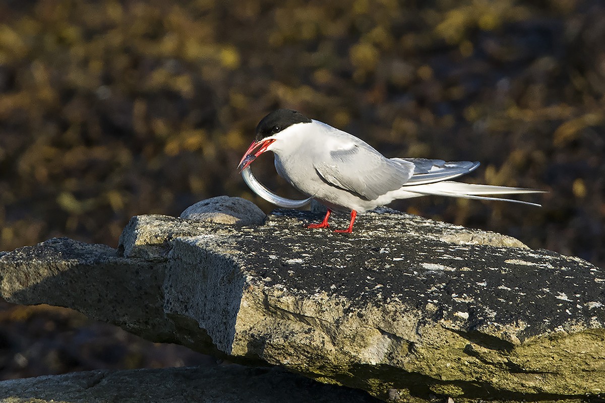 Arctic Tern - Miguel Rouco