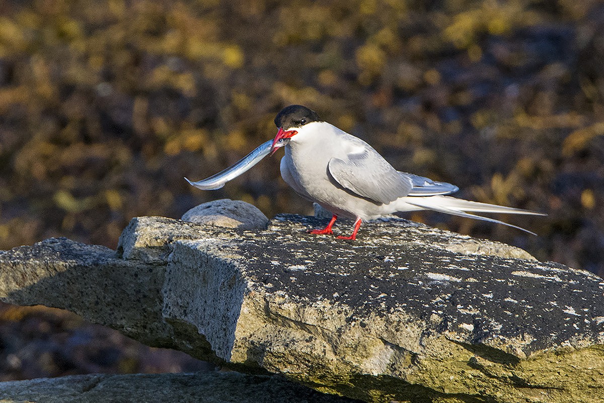 Arctic Tern - Miguel Rouco