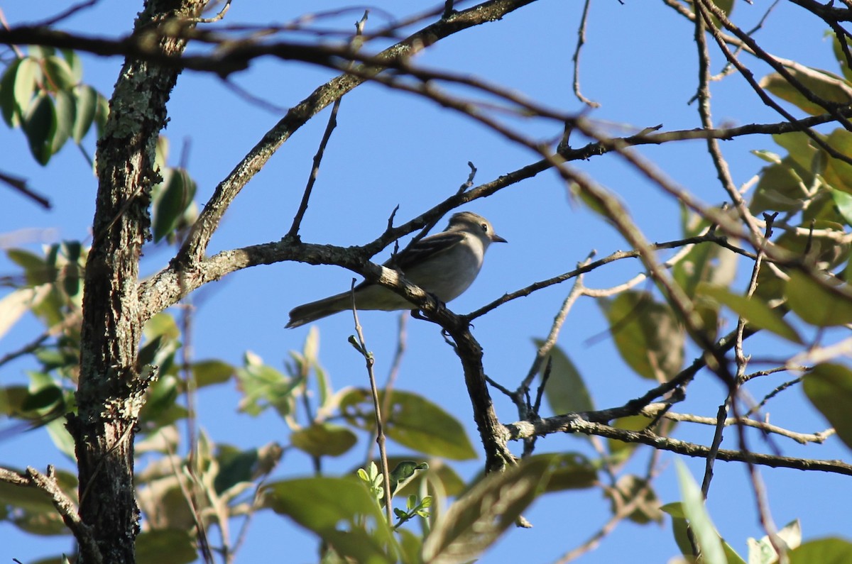White-crested Elaenia (Chilean) - ML313474921