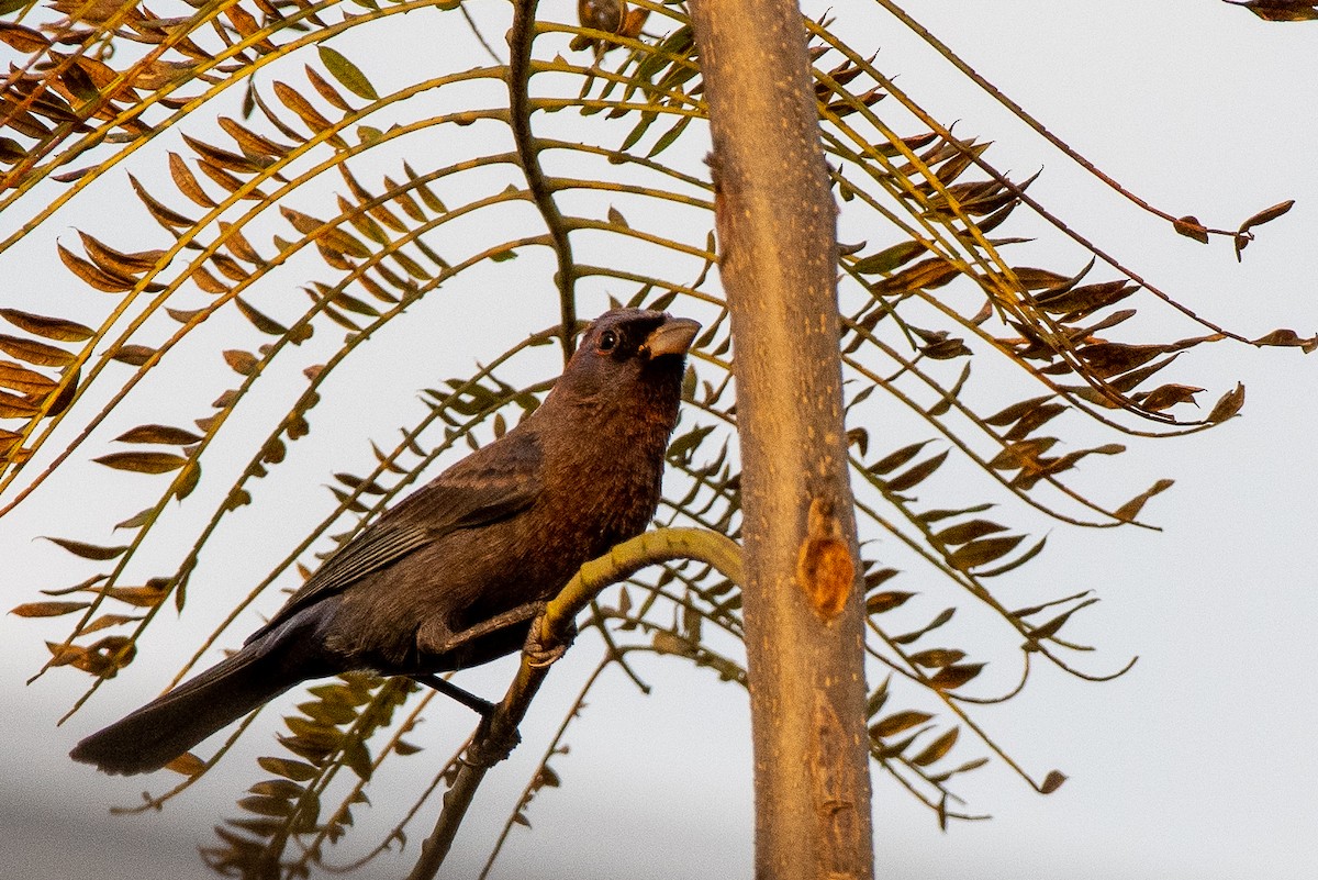 Varied Bunting - ML313476301