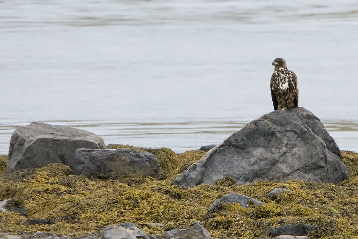 White-tailed Eagle - ML313477201