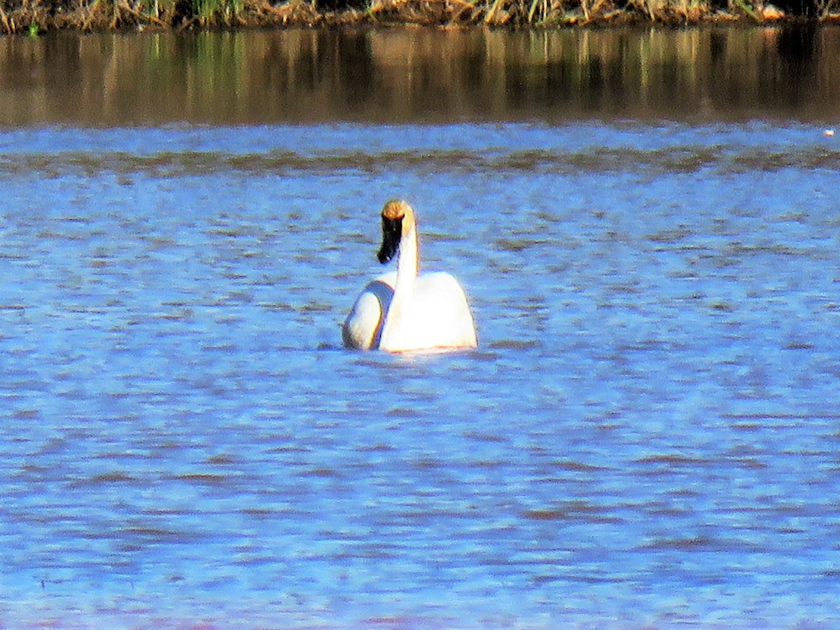 Tundra Swan - ML313477711