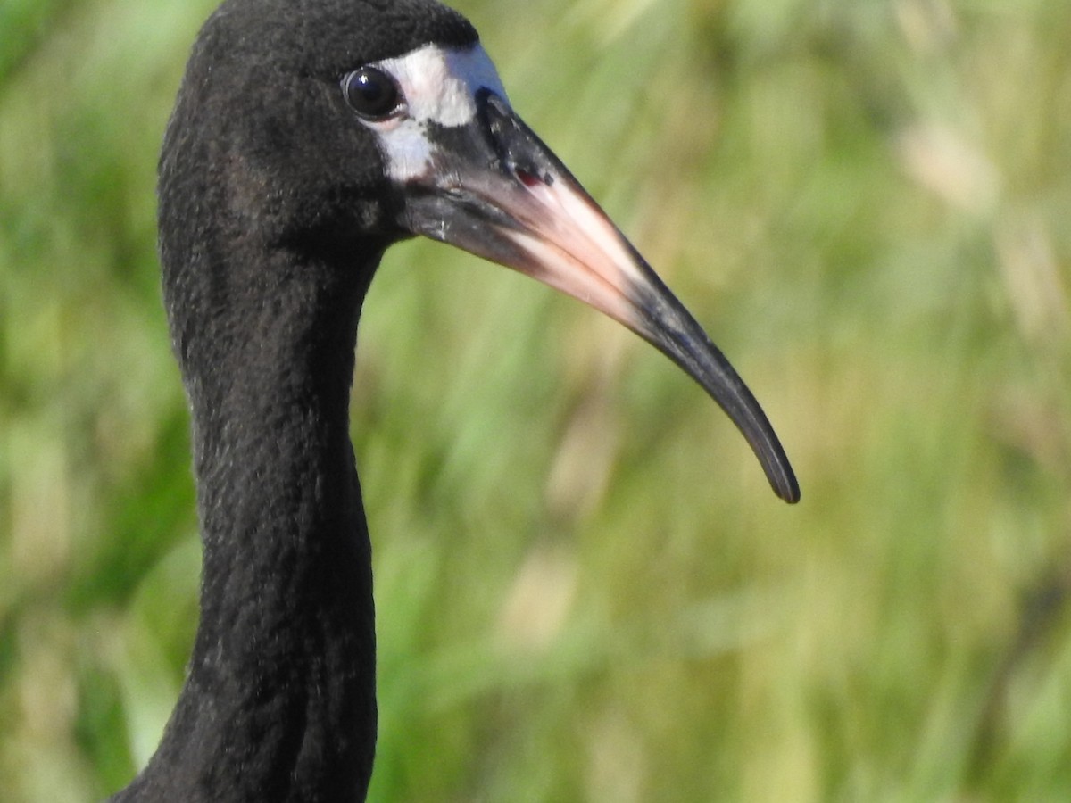 rødmaskeibis - ML313478221