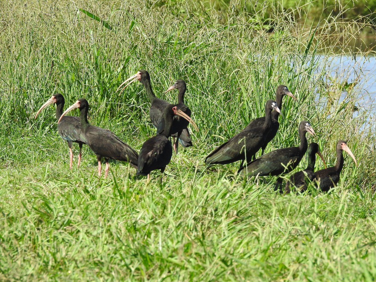 rødmaskeibis - ML313478291