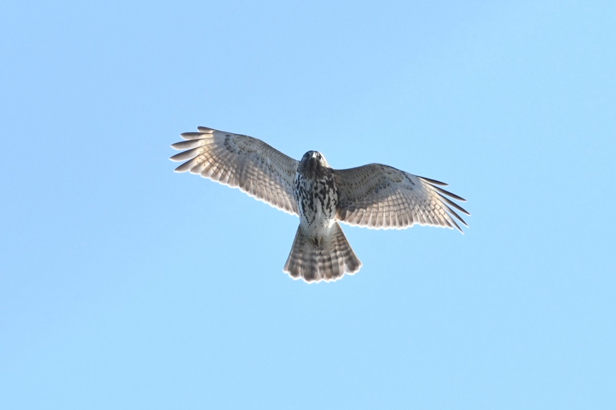 Red-shouldered Hawk - ML313478321