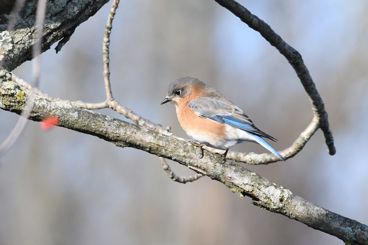 Eastern Bluebird - ML313478401