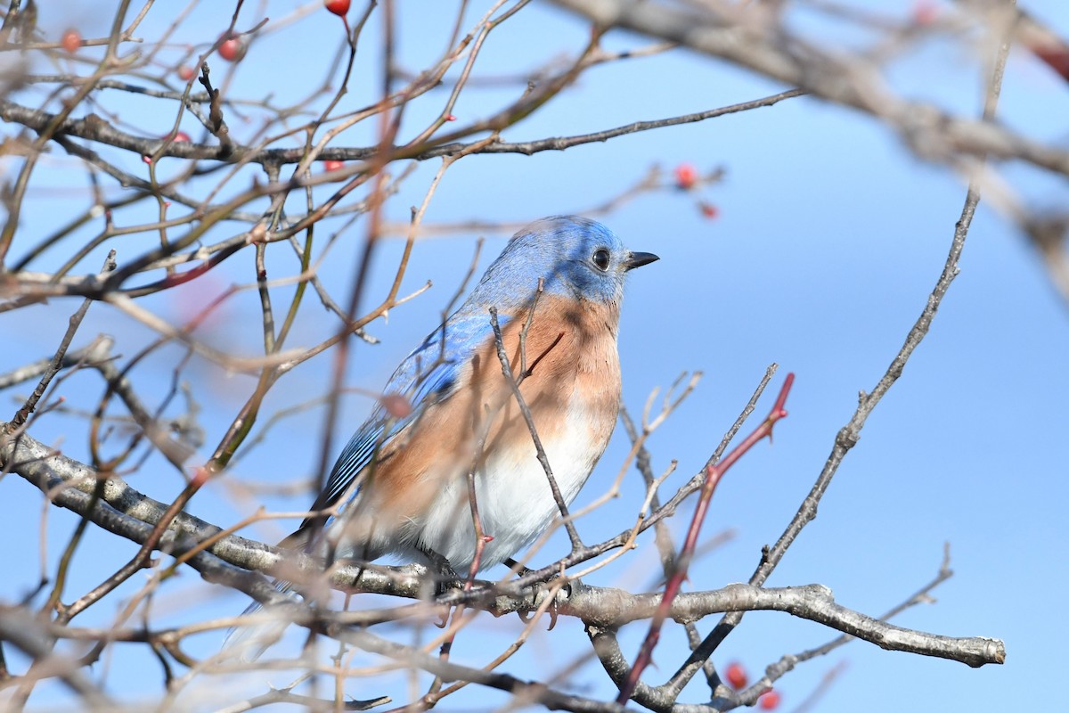 Eastern Bluebird - ML313478431