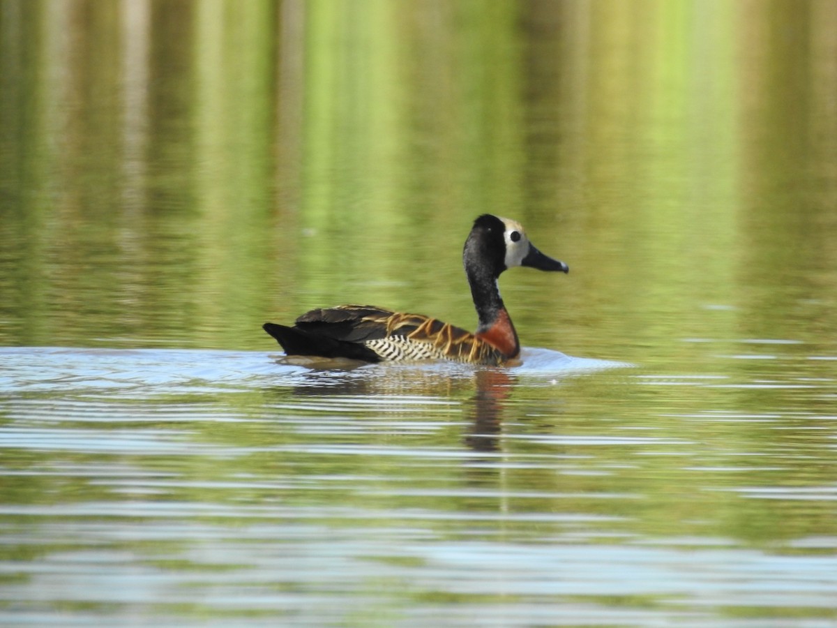 White-faced Whistling-Duck - ML313478801