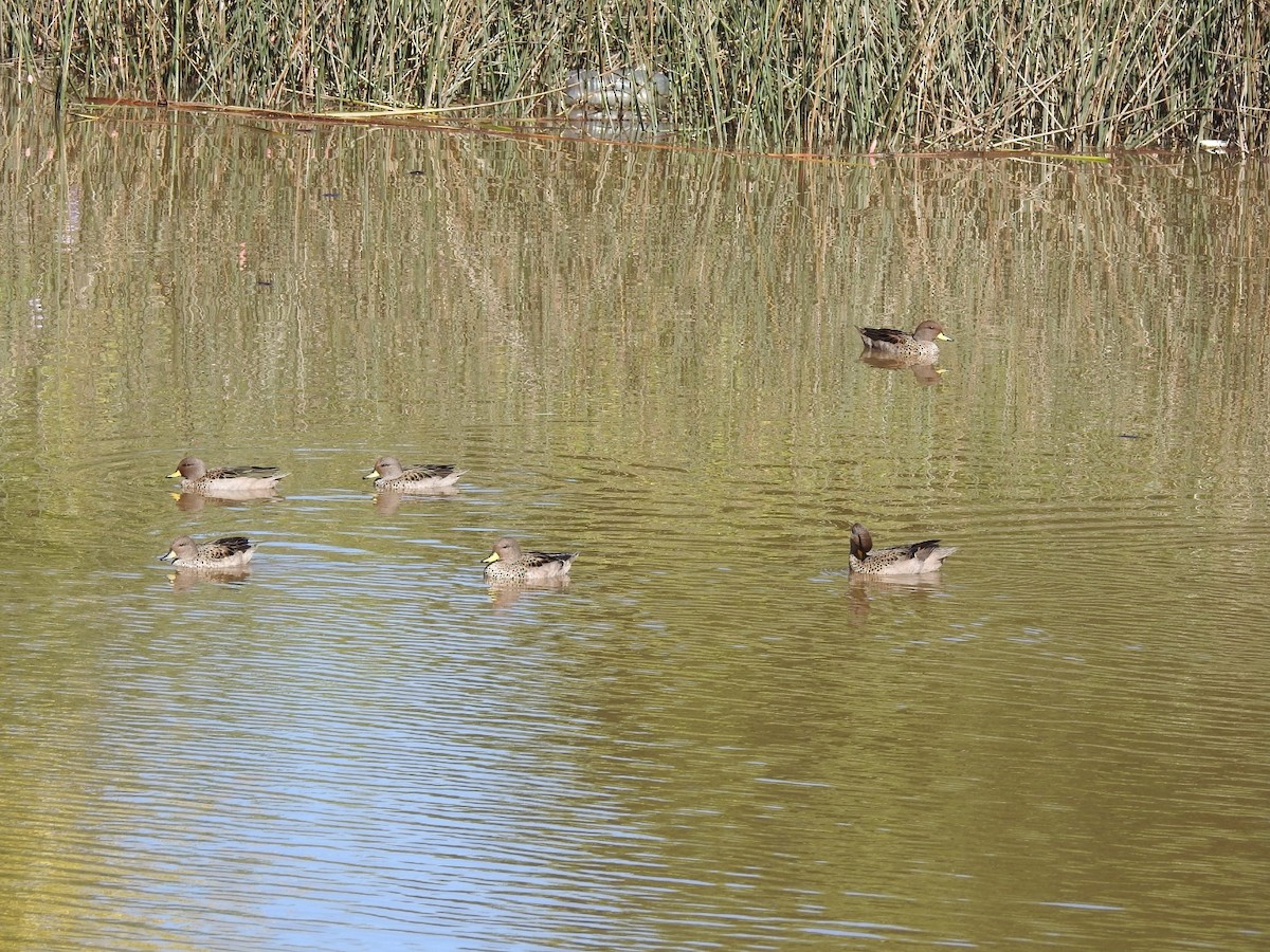 Yellow-billed Teal - ML313478851