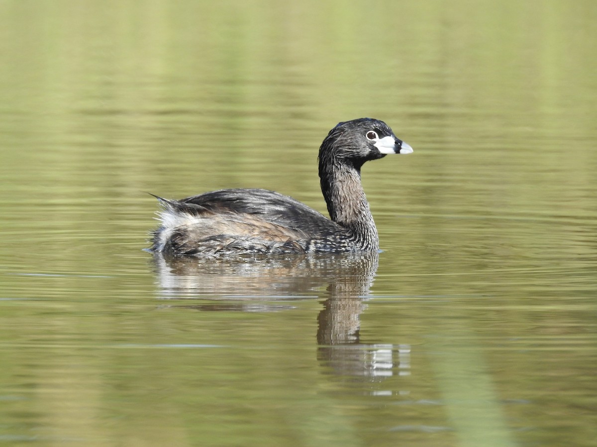 Pied-billed Grebe - ML313478981