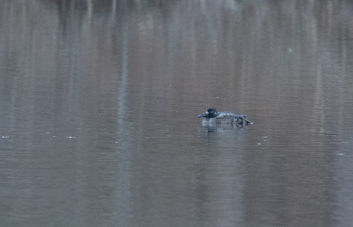 White-winged Scoter - ML313479031