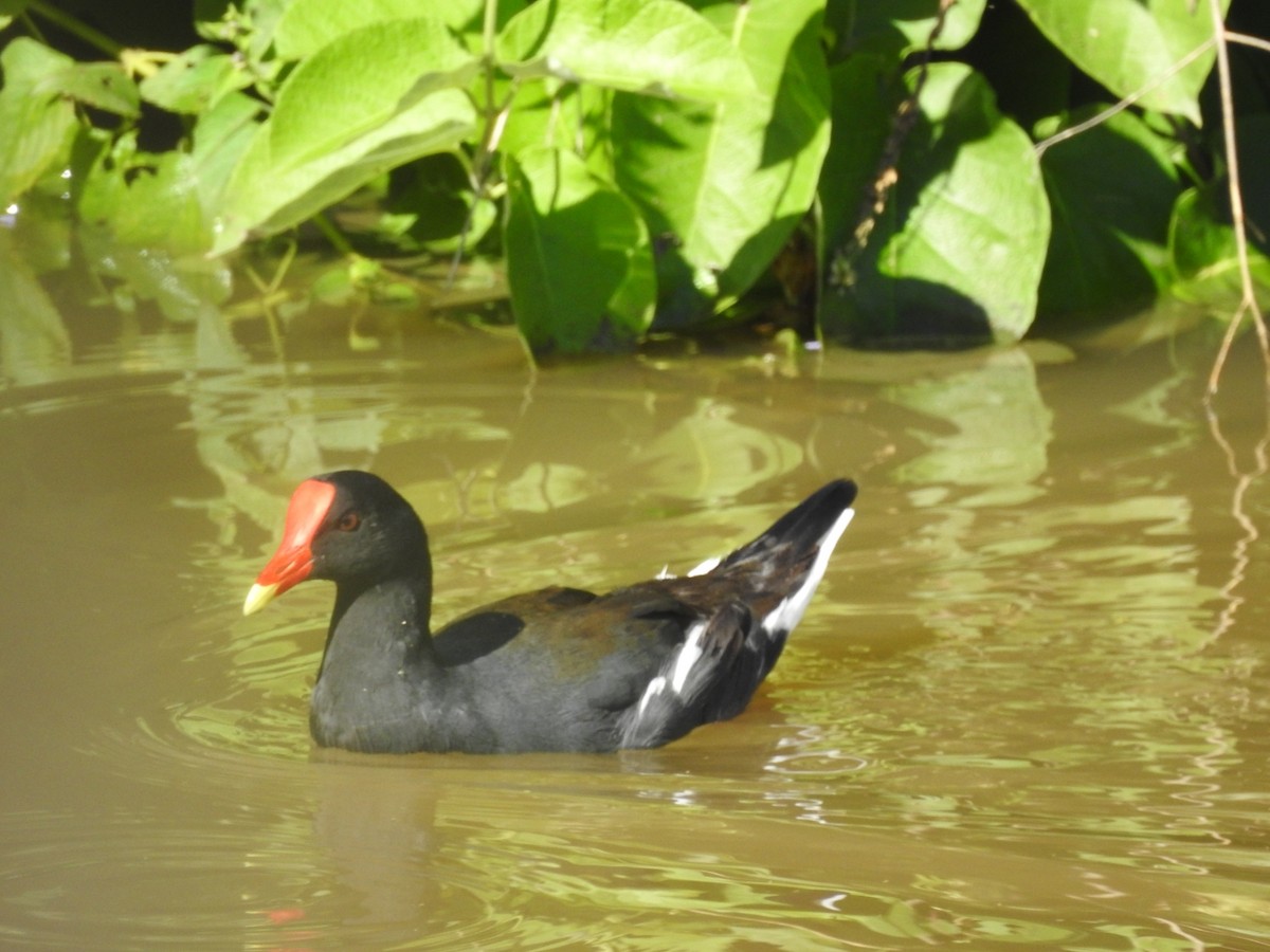 Common Gallinule - Fernando Muñoz