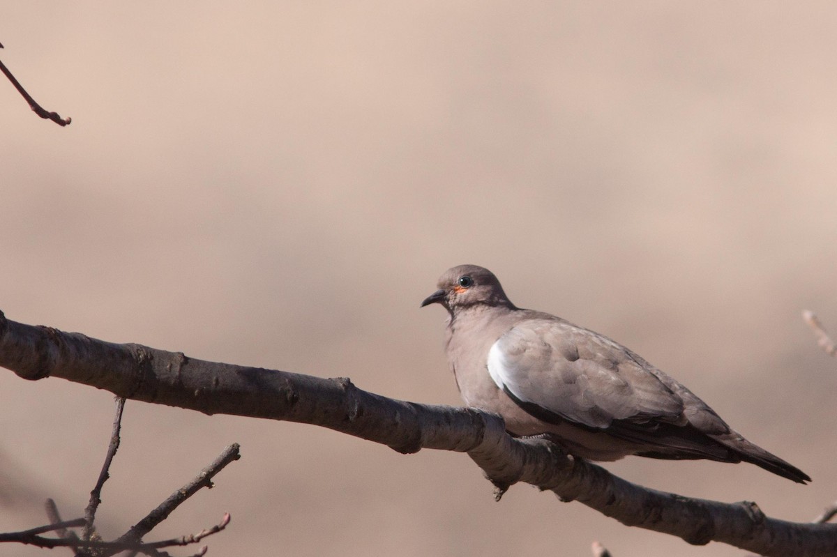 Black-winged Ground Dove - Natxo Areta